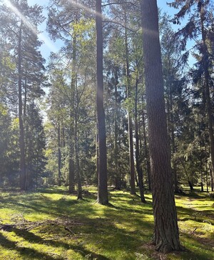 Så här ser det aktuella beståndet ut.