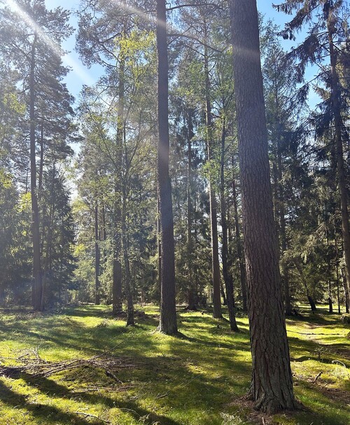 Så här ser det aktuella beståndet ut.