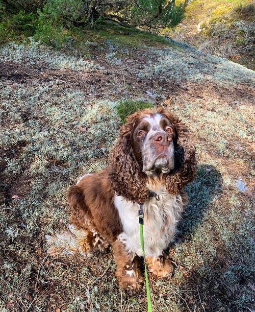 Springer spanieln Sixten, snart 7 år.