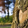 Foto: Adobe Stock