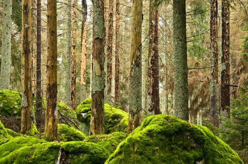 Totalt i Götaland bedöms knappt 1,7 miljoner m3sk skog ha skadats. Siffran för år 2020 var 2,2 miljoner m3sk och för år 2019 4,7 miljoner m3sk.