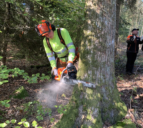 Tillsammans utsåg deltagarna tillsammans ett antal ekar som manuellhuggare Hampus Johansson fällde.
