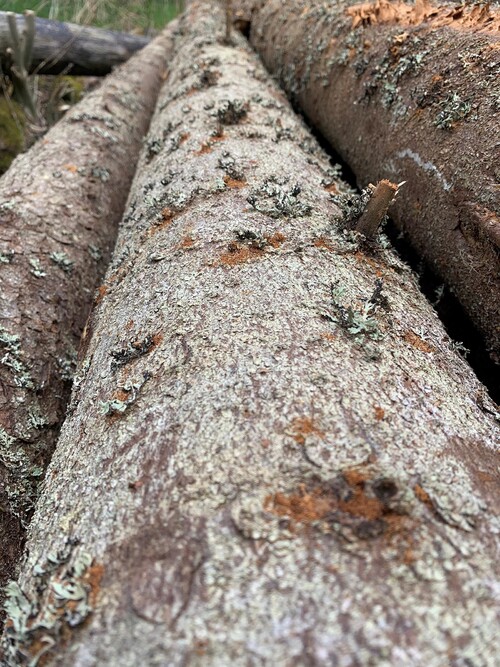 Foto: Jakob Karlsson