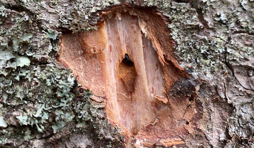 I skogarna utanför Värnamo hittade Sydvedaren Bengt Sjöfors detta tidiga angrepp av granbarkborre. Foto: Bengt Sjöfors