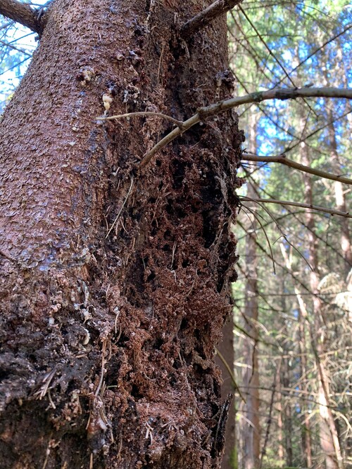 Det är när hanarna gräver sig in och när den nya generationen gräver sig ut genom barken som man kan se brunt borrmjöl på granen. Kontrollera barken, runt stambasen och i eventuella spindelnät på granarna. Foto: Jakob Karlsson