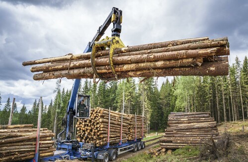 Skotarföraren lägger upp virket fördelat efter sortiment. I nästa steg kör virkesbilarna i väg det till massaindustrier eller sågverk.
