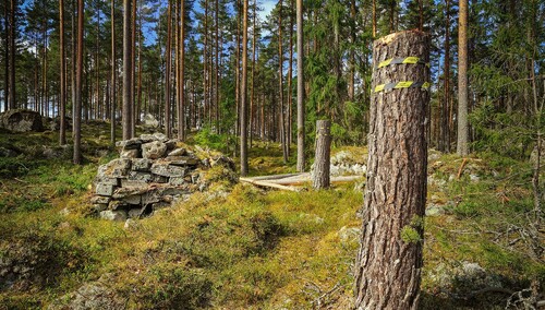 Fornlämningar ska markeras ut vid en avverkning, för att maskinförarna ska se att de inte ska köra där. Foto: Lasse Arvidson