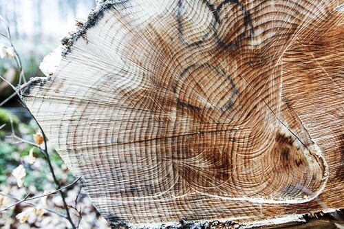Jämna och breda årsringar visar att skogen skötts exemplariskt.