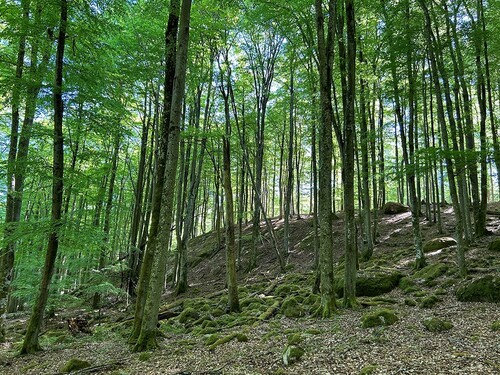 Detta bestånd är klassad som nyckelbiotop.