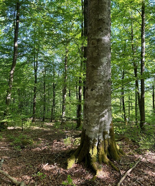 En cirka 150 år gammal bok som fått stå kvar hela omloppstiden. Runt om är det nyligen maskingallrat.