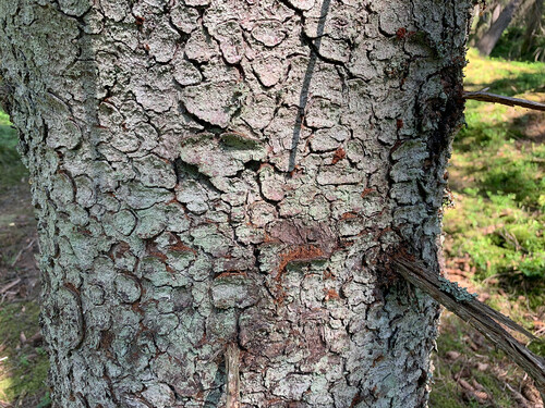 Borrmjöl och ingångshål.