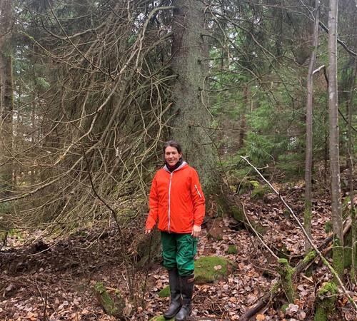 Skogsägaren Caroline Rockler framför en evighetsgran.