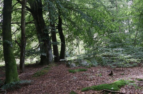 För Sydved är bokskogen både en strategisk råvara och en viktig del av kulturarvet.