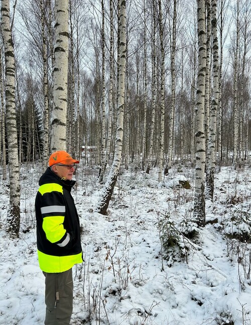 Puttes björkbestånd.