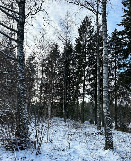 Sågbar björk i Gnuggarp.