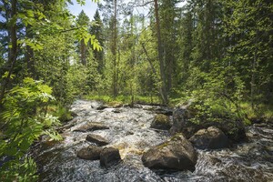 Forsande vatten genom kantzon av grön skog