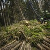 God skogsskötsel stärker skogen mot oförutsedda händelser.