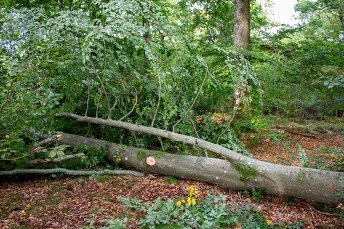 När trädet är fällt, och du ska såga bort grenar och kvistar, börja inte alltid med den stora grenen som ligger över stocken. Ibland kan man låta den vara, medan man sågar bort de små grenarna.