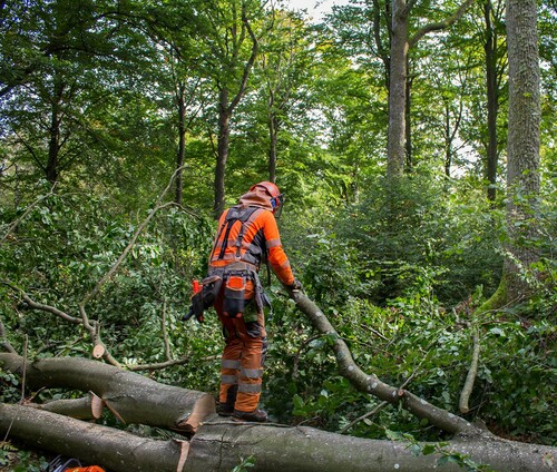 Spara en lämplig stor gren som du kan använda för att snurra stammen, så att du kommer åt att att kvista undersidan också.