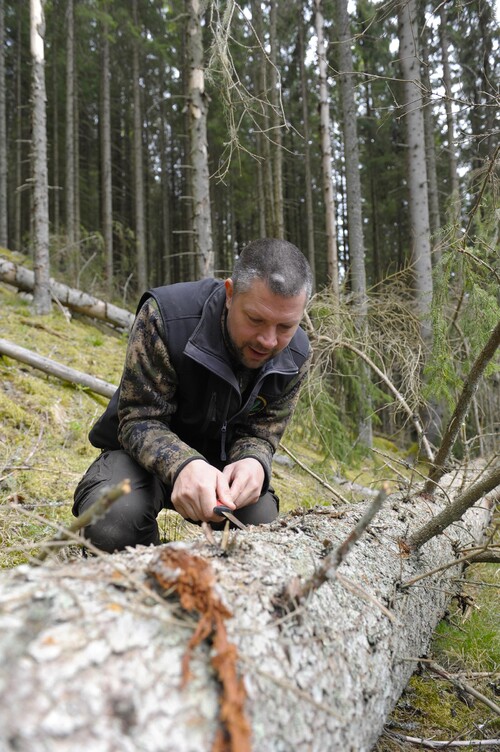 Mattias Svensson räknar med en intensiv sommar i kampen mot granbarkborren och uppmanar att kontrollera skogen ofta.