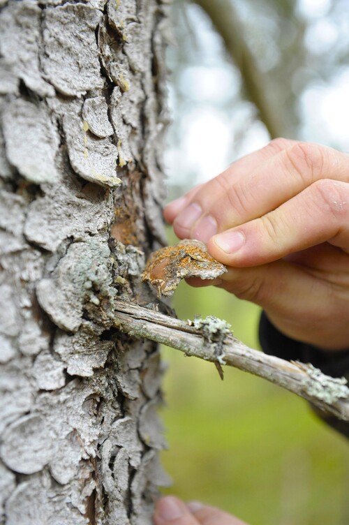 Borrmjölet fastnar i barkfickorna. Bryt loss och se om du kan hitta det ljusbruna borrmjölet.