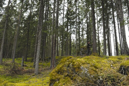 ... liksom i områden där du har berg i dagen och tunt humuslager.