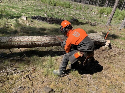Fäll och frakta bort angripna granar snabbt så undviker du att den nya generationen barkborrar kommer ut och angriper nya träd samtidigt som du behåller virkesvärdet. Du kan också fräsa spår i stammen för att avbryta vidareutvecklingen av barkborrar under barken.