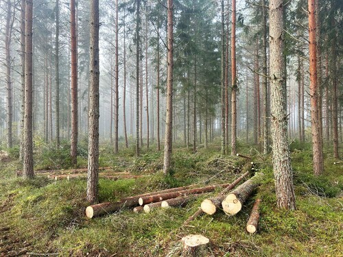 Foto: Oskar Swahn
