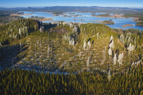 Sydved använder metoden Spårlös vid avverkningar för att minska risken för körskador. Foto: Lasse Arvidsson