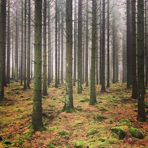 Ett till synes välmående slutavverkningsbestånd i nordöstra Skåne. Det man inte ser vid första anblick är att här har granbarkborrar upptäckts.