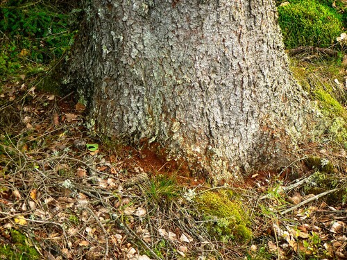 Brunt färskt borrmjöl vid granens fot. Foto: Gunnar Isacsson