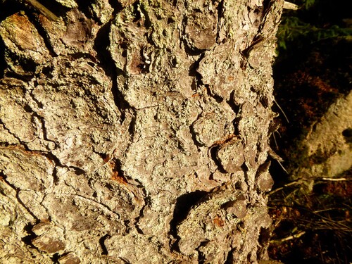 Ingångshål. Foto: Gunnar Isacsson, Skogsstyrelsen