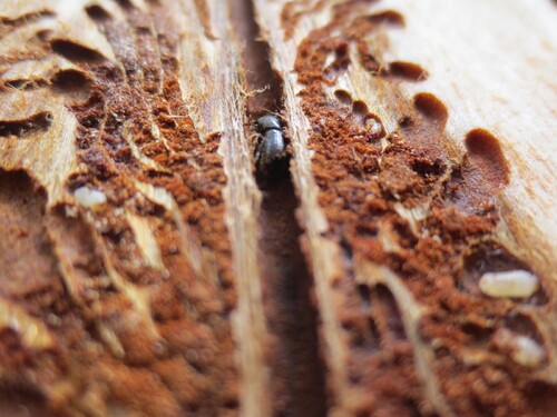 Foto: Annie Svensson