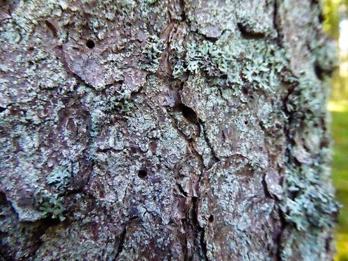 Utgångshålen kan sitta mitt på barkytan. Foto: Gunnar Isacsson, Skogsstyrelsen