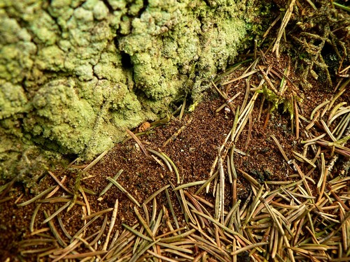 Barr som lossnat och/eller ändrat färg. Foto: Gunnar Isacsson, Skogsstyrelsen
