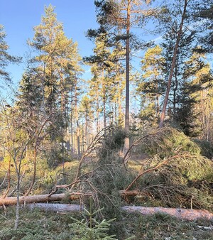 Foto: Annsofie Öhman