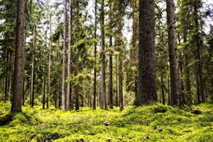 Bild på en svampskog