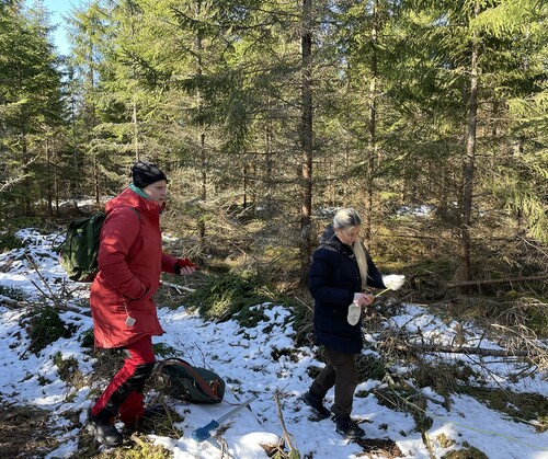 Studenter mitt uppe i att mäta stickvägsbredd.