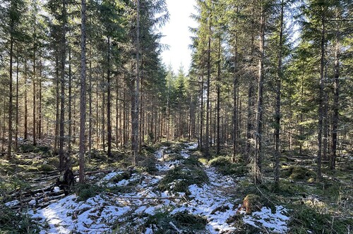 En stickväg i gallring.