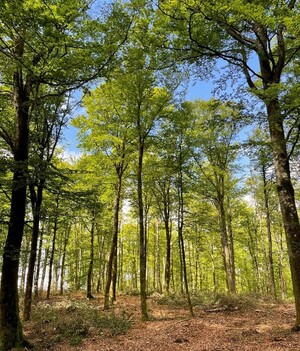 Här är det nygallrat. Ett beredningshugget bestånd i södra Halland.