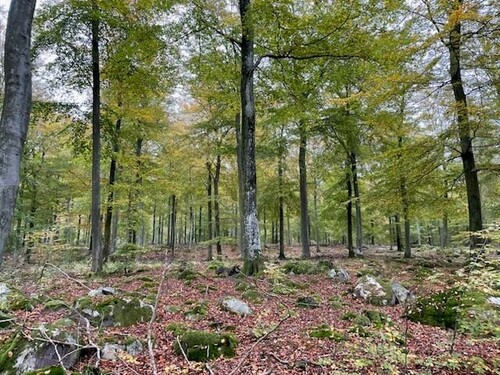 Ett bestånd på Trolle Ljungby där föryngringsfasen är påbörjad i form av ljushuggning och beredningshuggning.