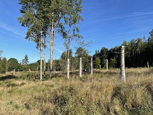 Ett bra exempel på lämnad hänsyn i form av högstubbar och naturvärdesträd. På en certifierad avverkning ska minst 3 högstubbar och minst 10 levande träd per hektar lämnas.