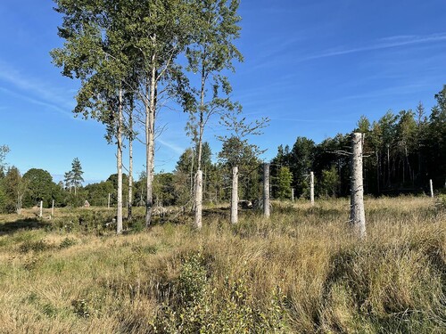 Ett bra exempel på lämnad hänsyn i form av högstubbar och naturvärdesträd. På en certifierad avverkning ska minst 3 högstubbar och minst 10 levande träd per hektar lämnas.
