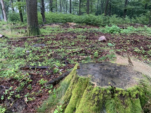 Här syns en äldre bokföryngring i bortkant och de nya skotten av bok som kommer kring stubben efter att det markberetts i skogen med traktor och harv. Stubben är efter en av stammarna som togs bort vid ljushuggningen för två år sedan.