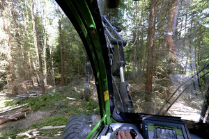 Här är det gallrat. Nyss en granvägg. Nu en ljus granskog med goda möjligheter för tillväxt.