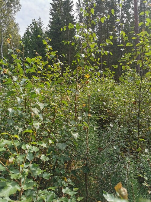 Före första röjningen. Höjden på tallarna är 0,5 till 1 meter.