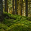 Bild i en skog