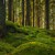 Bild i en skog