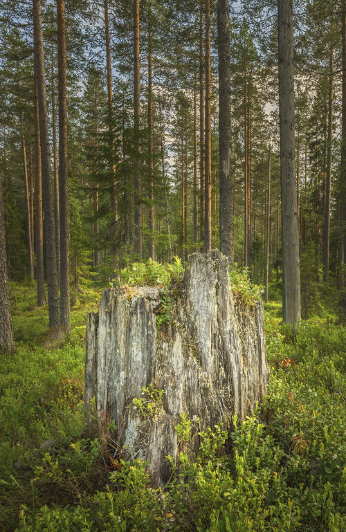 Silverstubbar av tall är livsviktiga för arterna som behöver död ved för sin överlevnad.