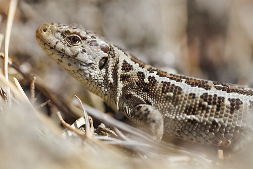 Skogar på sand är speciella. Precis som med vitryggen kan åtgärder för den hotade sandödlan gynna många andra arter. Gemensamt för dessa är att de vill bygga sina bon i varma sandblottor!